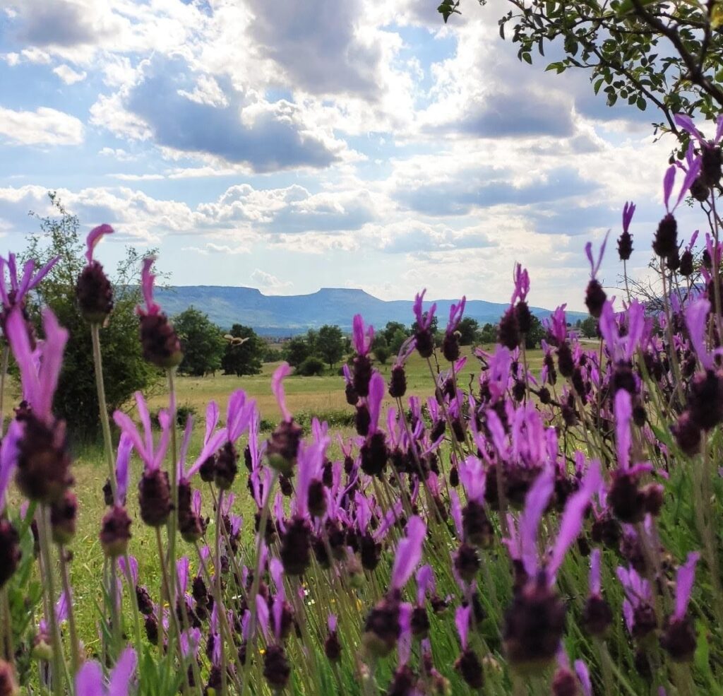 Peña Carazo con flor morada
